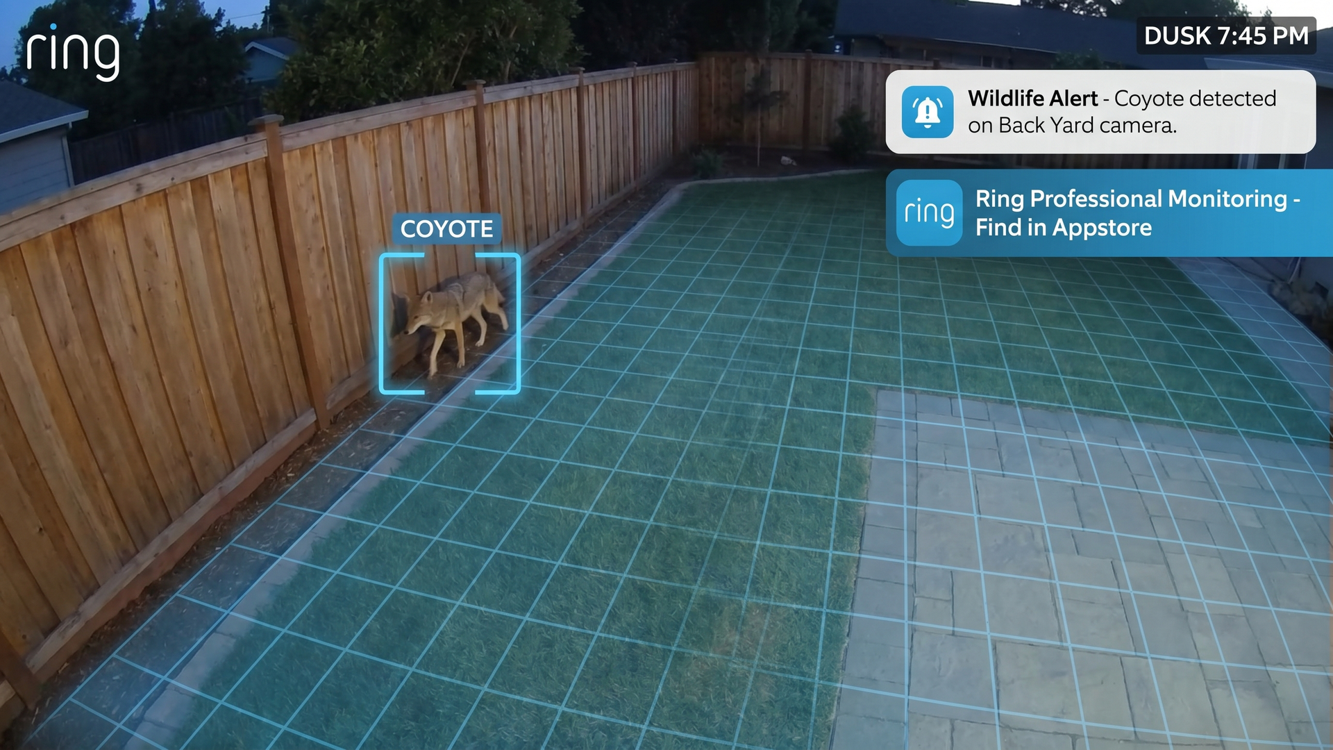 A Ring camera video still showing a coyote on a property, detected and labeled by Wildlife Alert